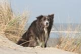 BORDER COLLIE 1435